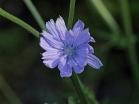 Common Chicory